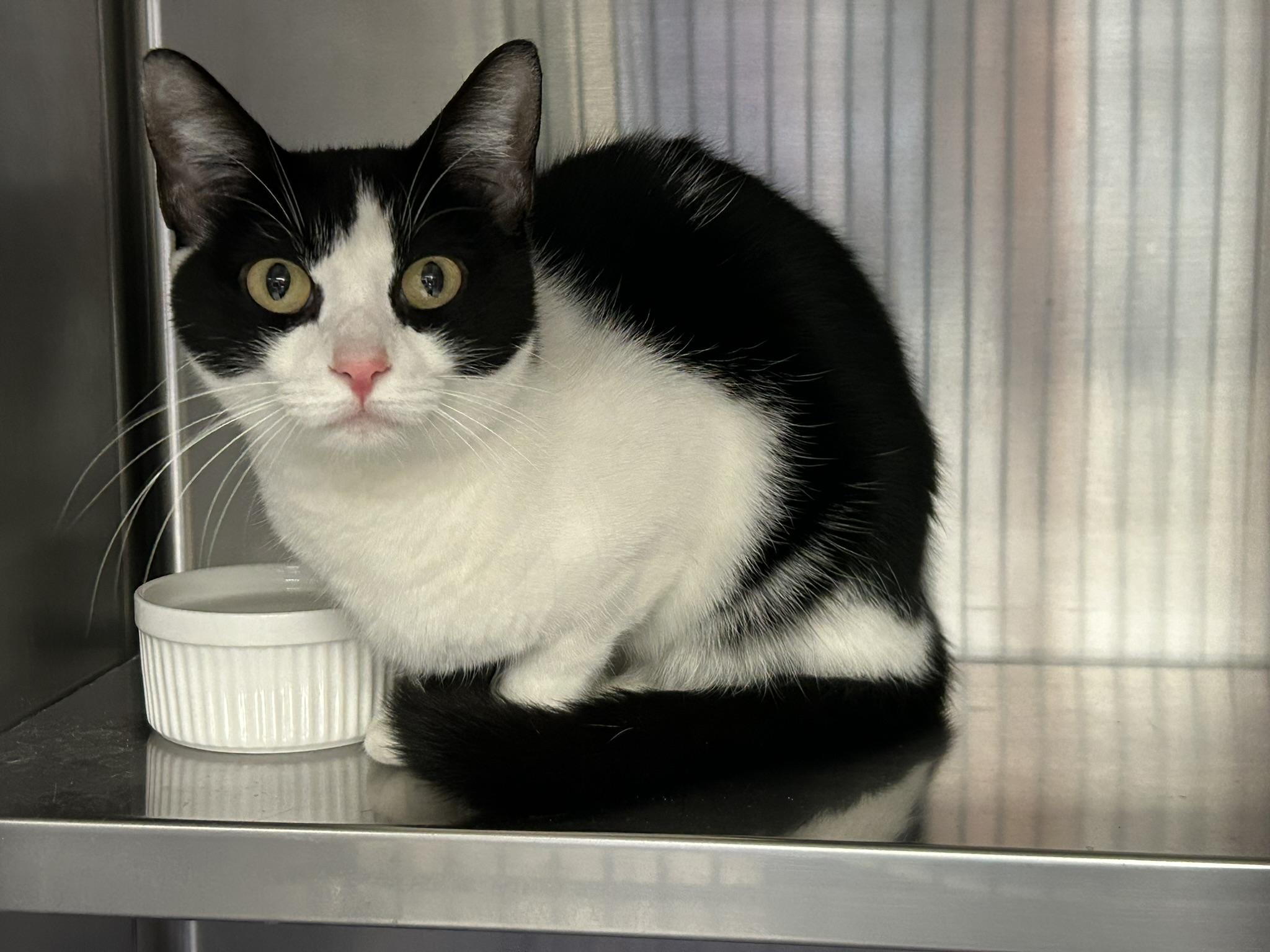 Enlarge Priscilla, a ADOPTABLE Domestic Short Hair in Sudbury, MA image 1/1