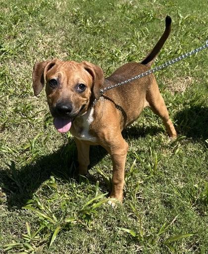 Amelia, Adoptable, Puppy Female Boxer & Mixed Breed.