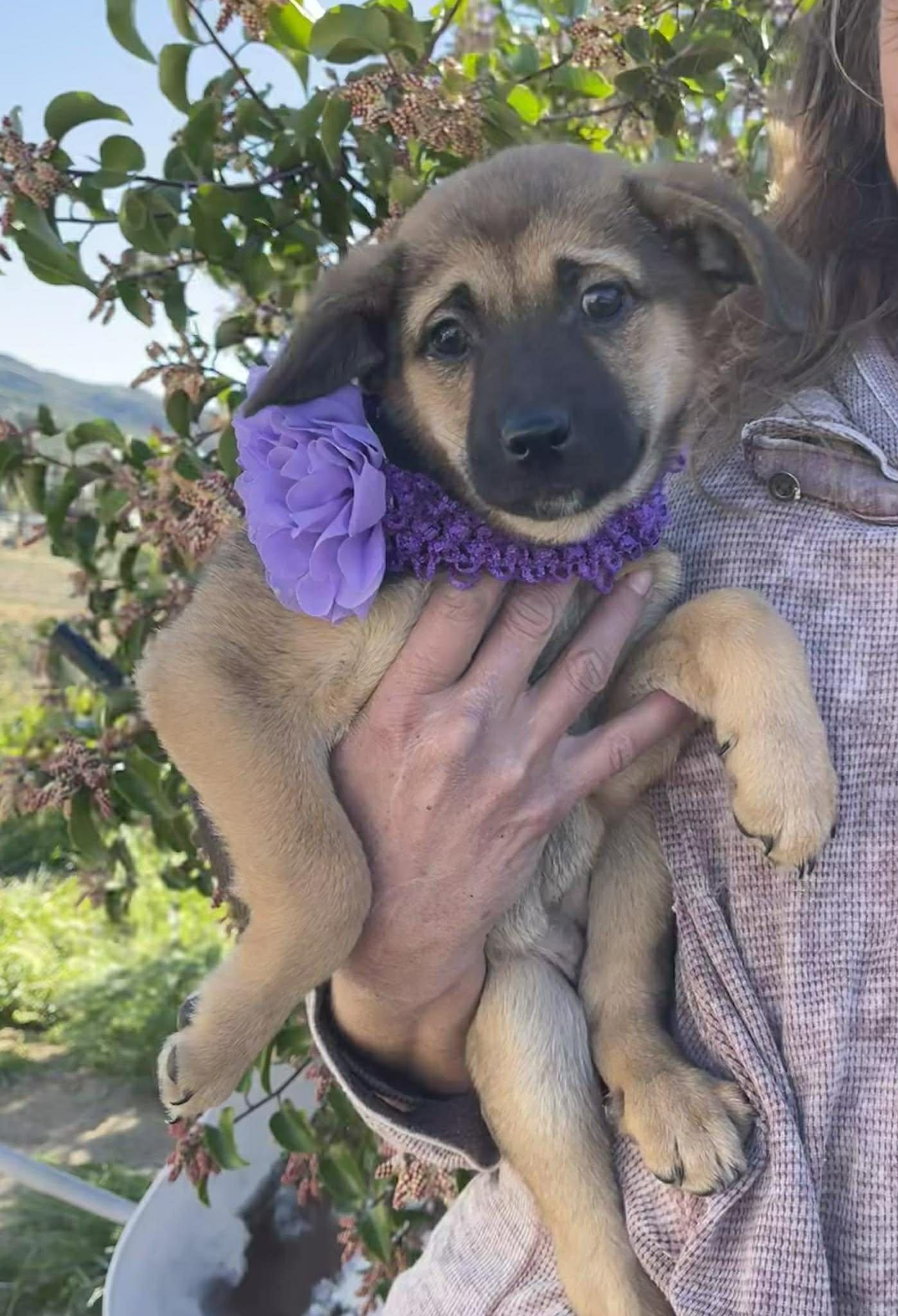 Wren, a ADOPTABLE mixed breed in Anza, CA image 3/6