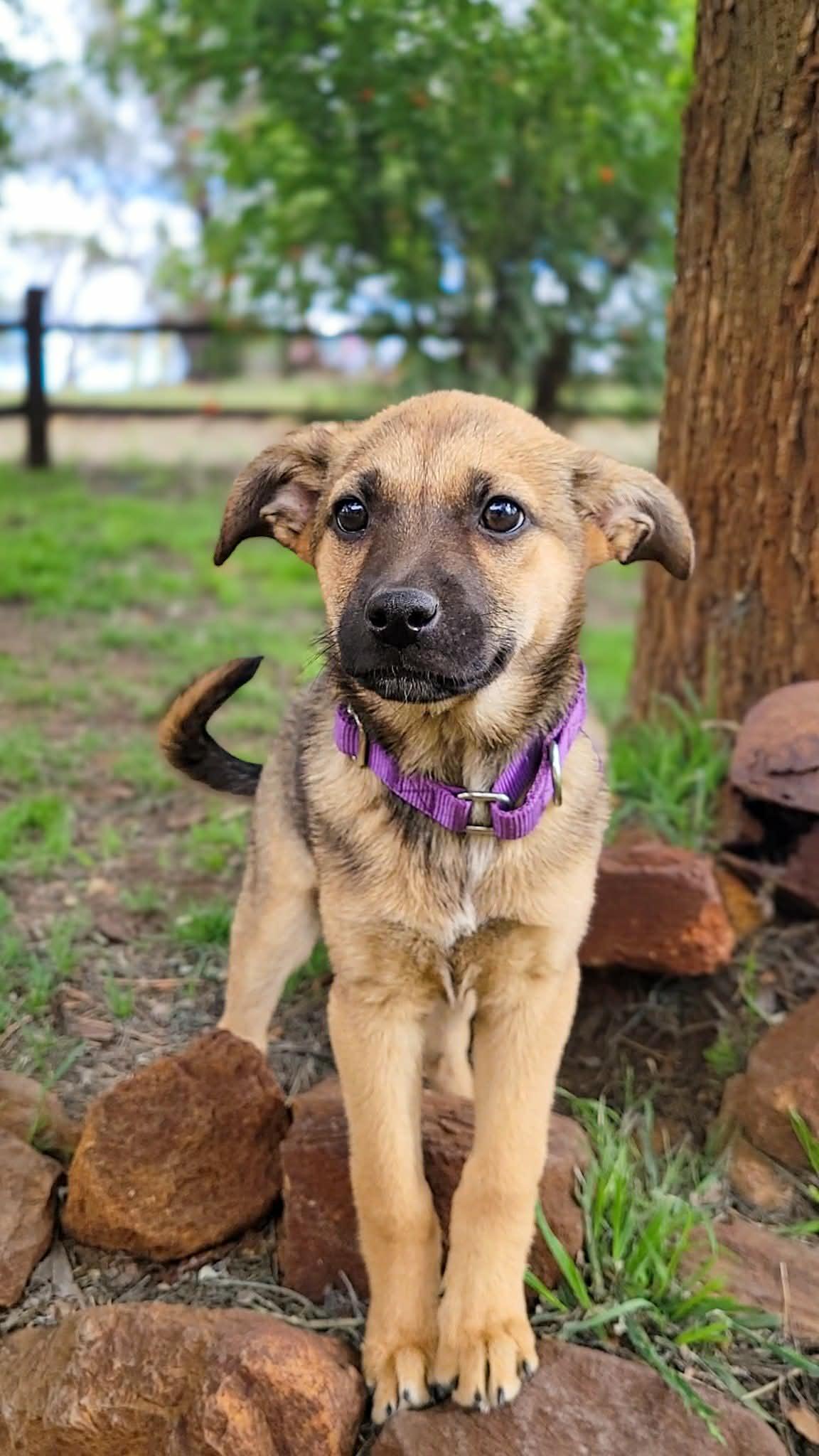 Wren, a ADOPTABLE mixed breed in Anza, CA image 5/6