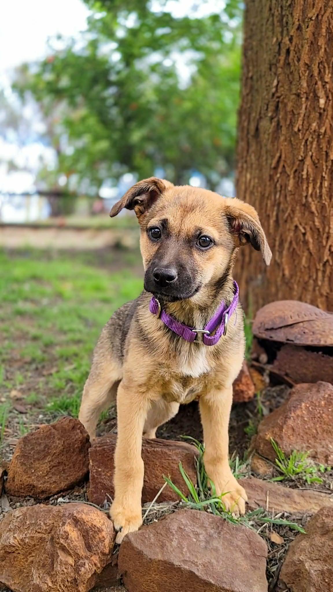 Wren, a ADOPTABLE mixed breed in Anza, CA image 1/6