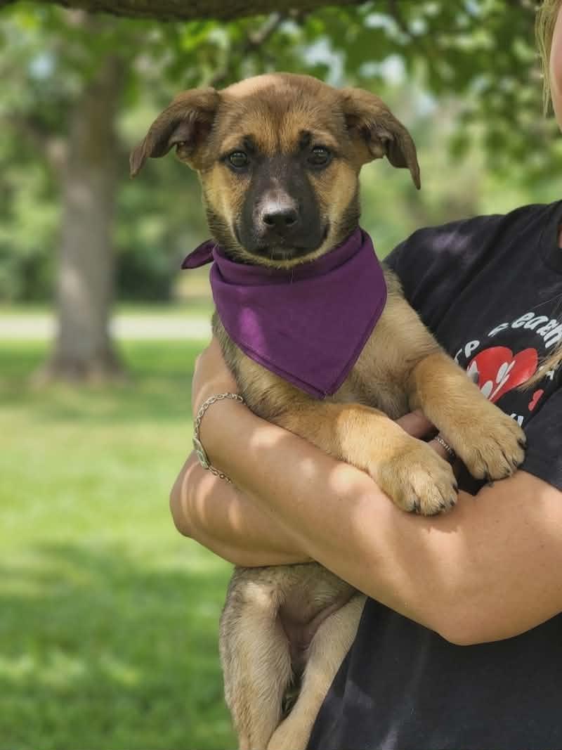 Wren, a ADOPTABLE mixed breed in Anza, CA image 2/6