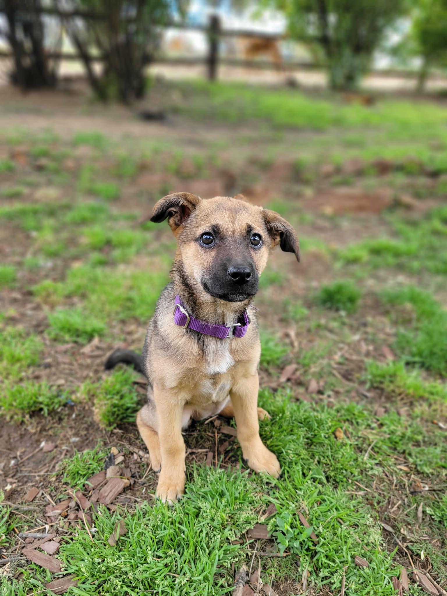 Wren, a ADOPTABLE mixed breed in Anza, CA image 4/6
