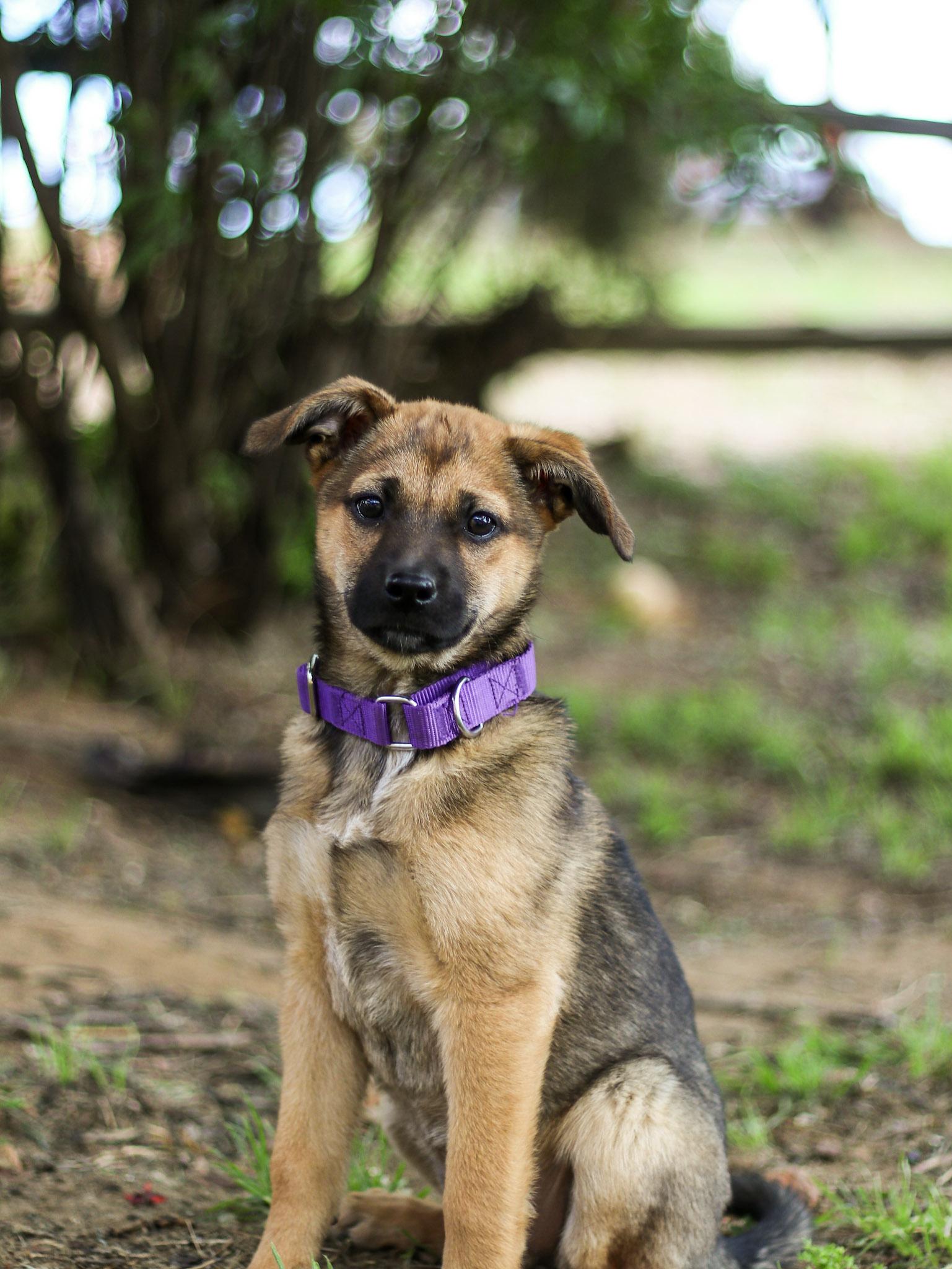 Wren, a ADOPTABLE mixed breed in Anza, CA image 6/6