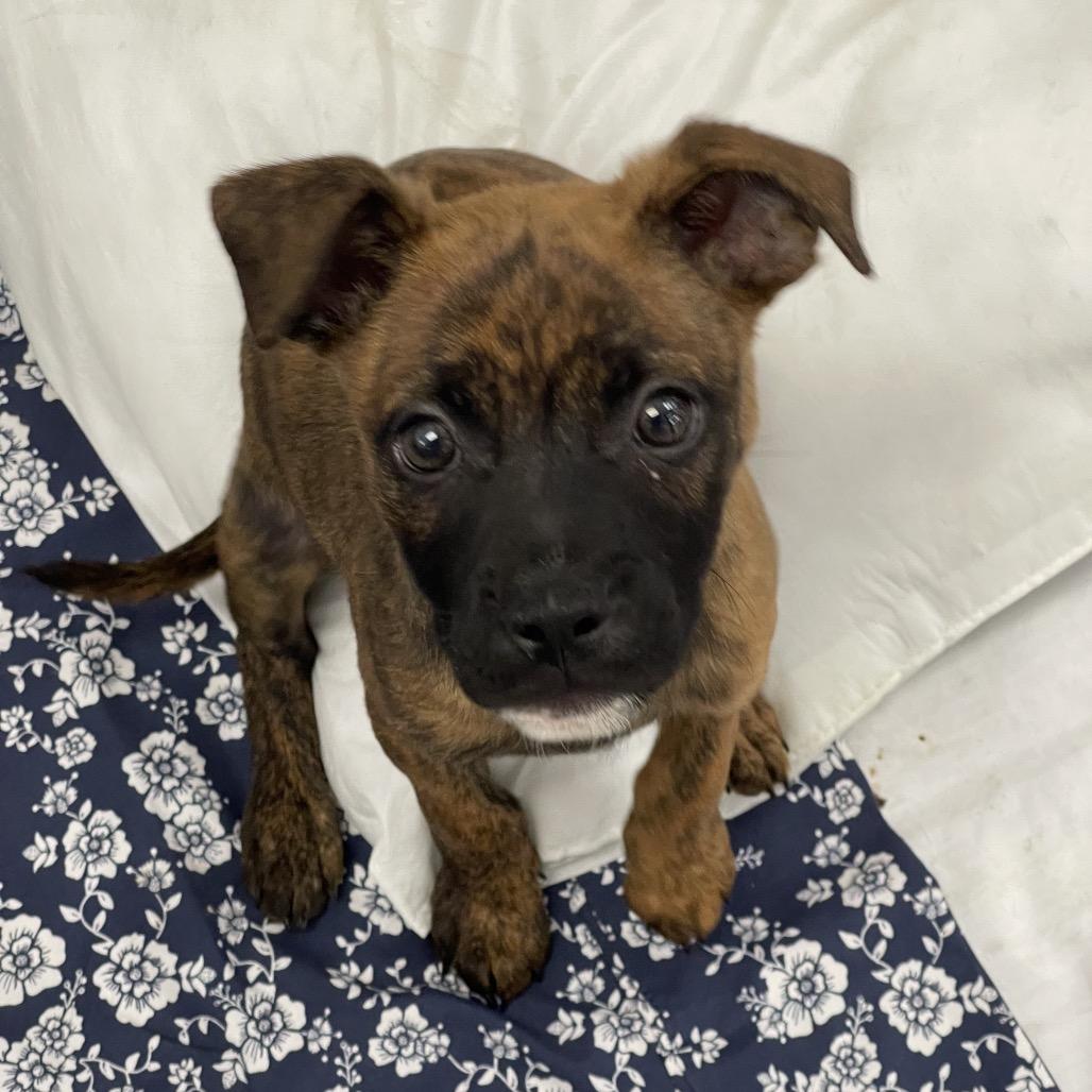 Enlarge Papaya, a Adoptable mixed breed in Tulsa, OK image 1/1