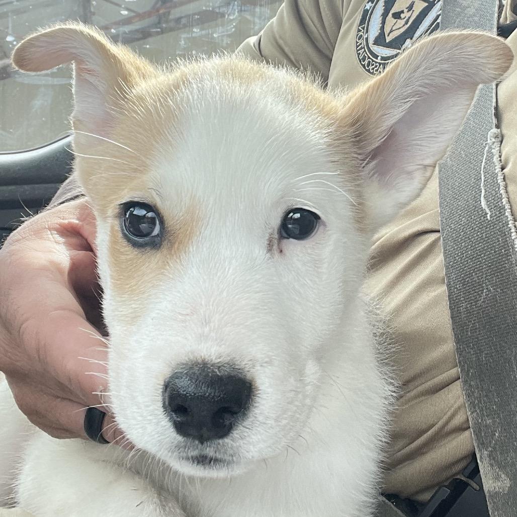 Skippy, Adoptable, Puppy Male Mixed Breed.