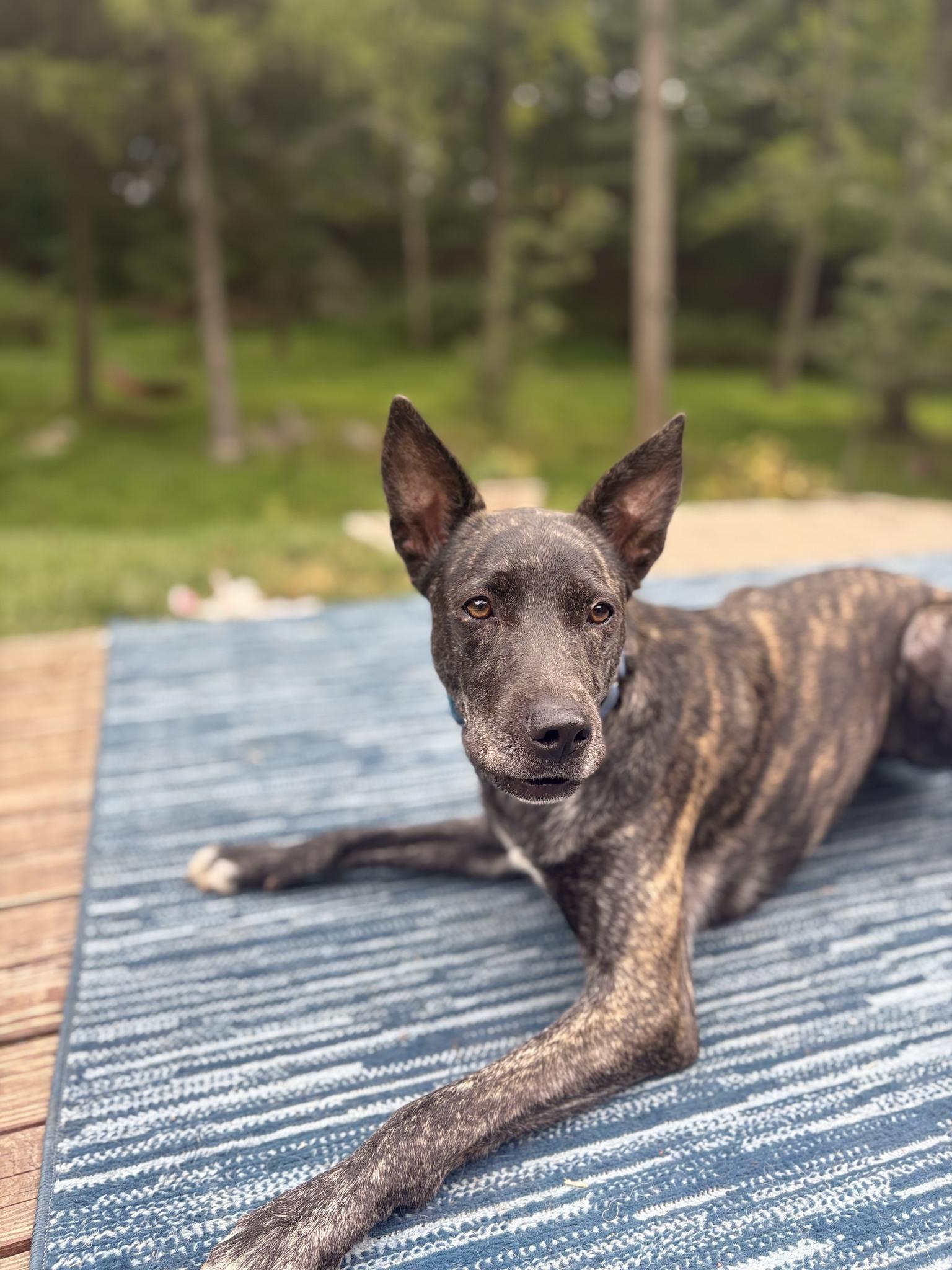 Mia fostered in Briarcliff NY
