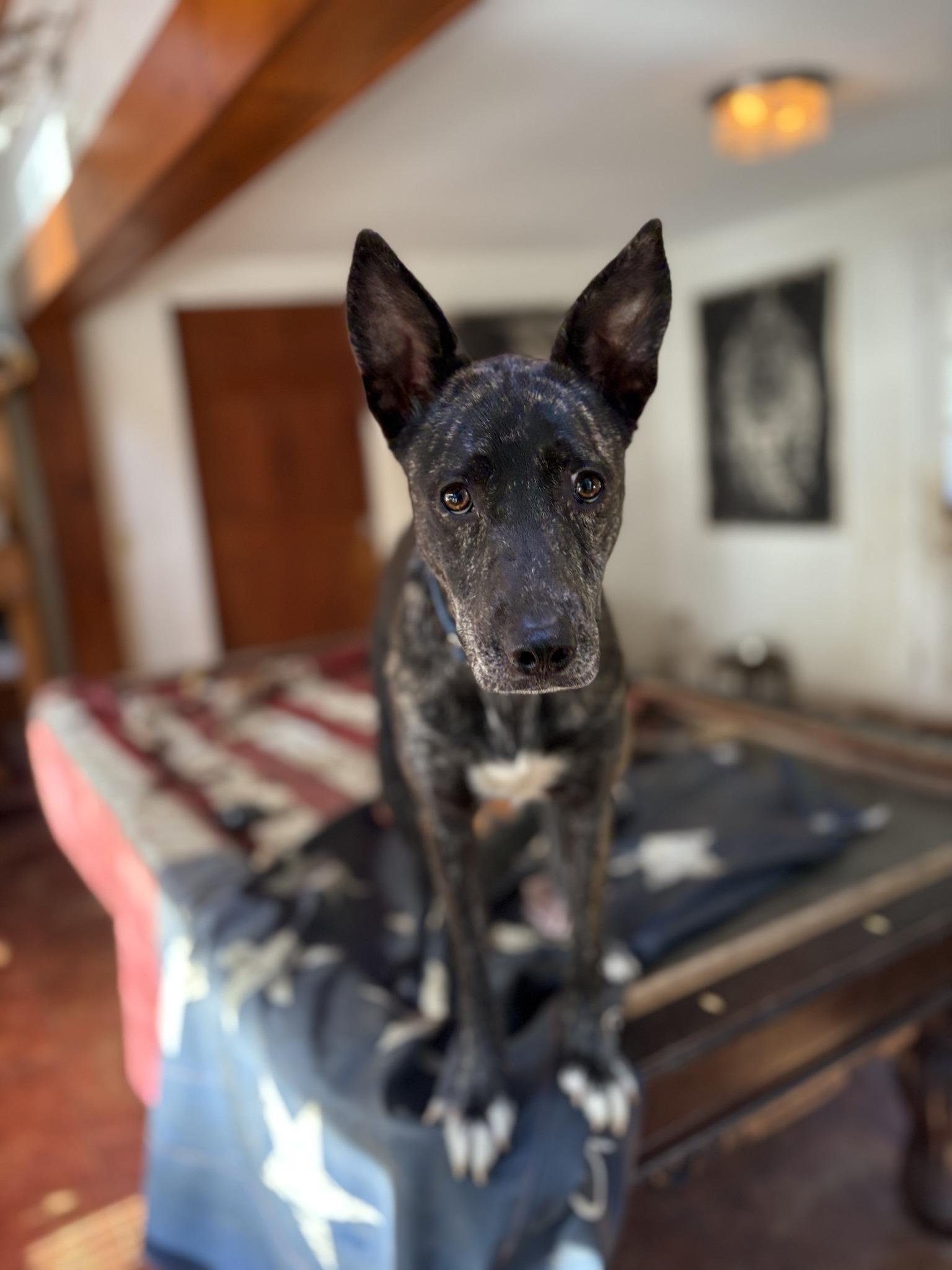 Mia fostered in Briarcliff NY