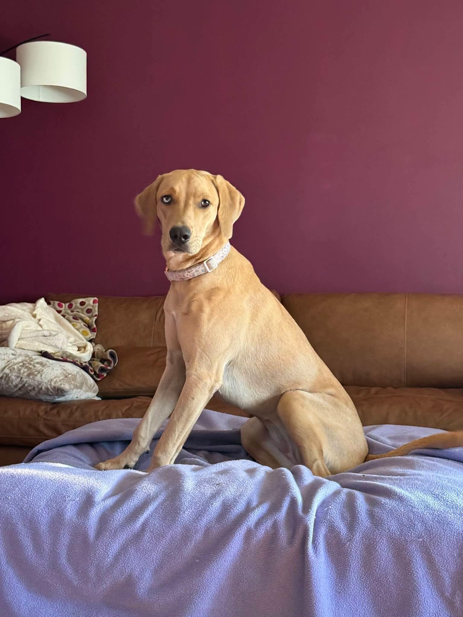 Bingo, Adopted, Young Female Catahoula Leopard Dog.