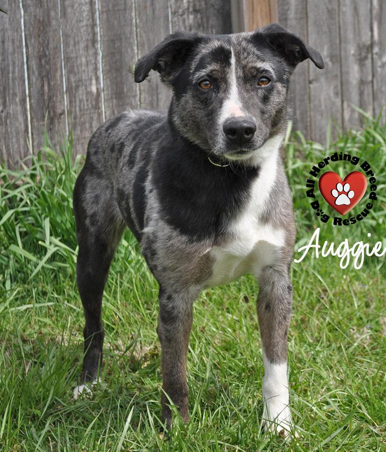 Enlarge Auggie, a ADOPTABLE mixed breed in Joliet, IL image 5/6