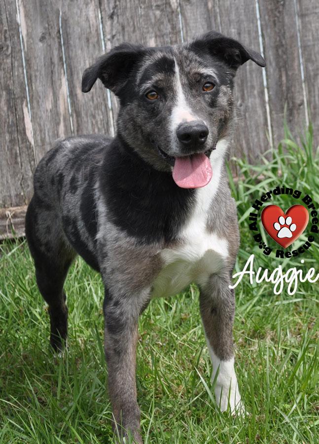 Enlarge Auggie, a ADOPTABLE mixed breed in Joliet, IL image 3/6