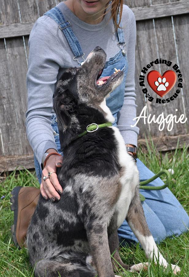 Enlarge Auggie, a ADOPTABLE mixed breed in Joliet, IL image 4/6