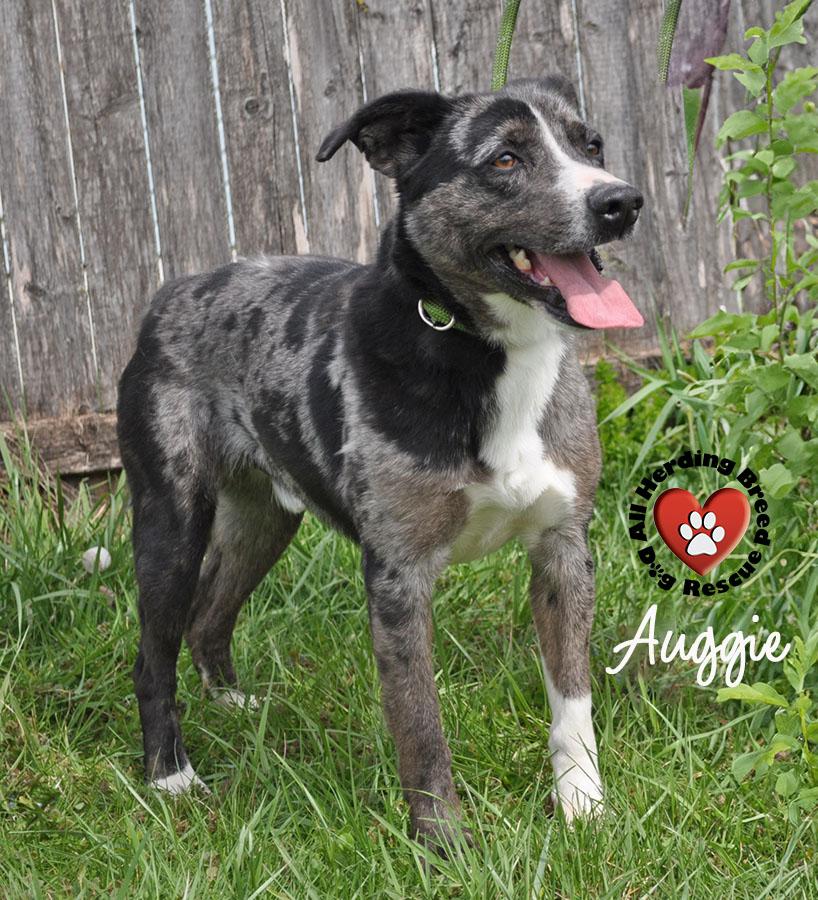 Enlarge Auggie, a ADOPTABLE mixed breed in Joliet, IL image 2/6