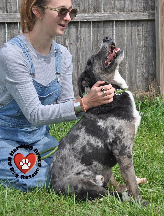 Enlarge Auggie, a ADOPTABLE mixed breed in Joliet, IL image 6/6