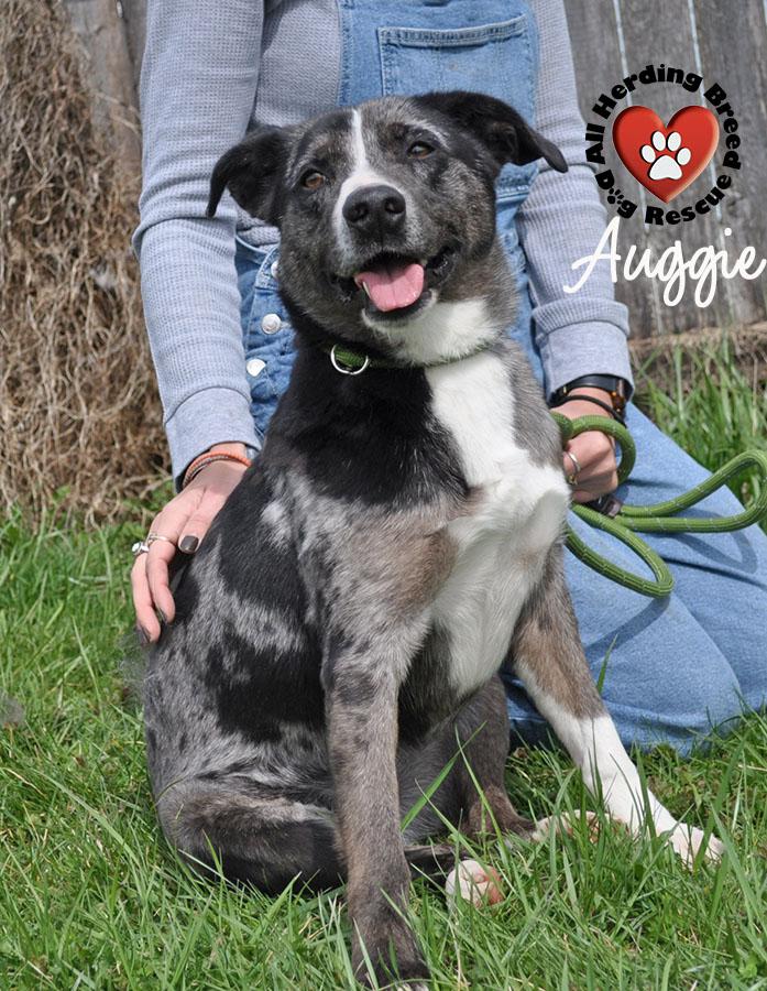 Enlarge Auggie, a ADOPTABLE mixed breed in Joliet, IL image 1/6
