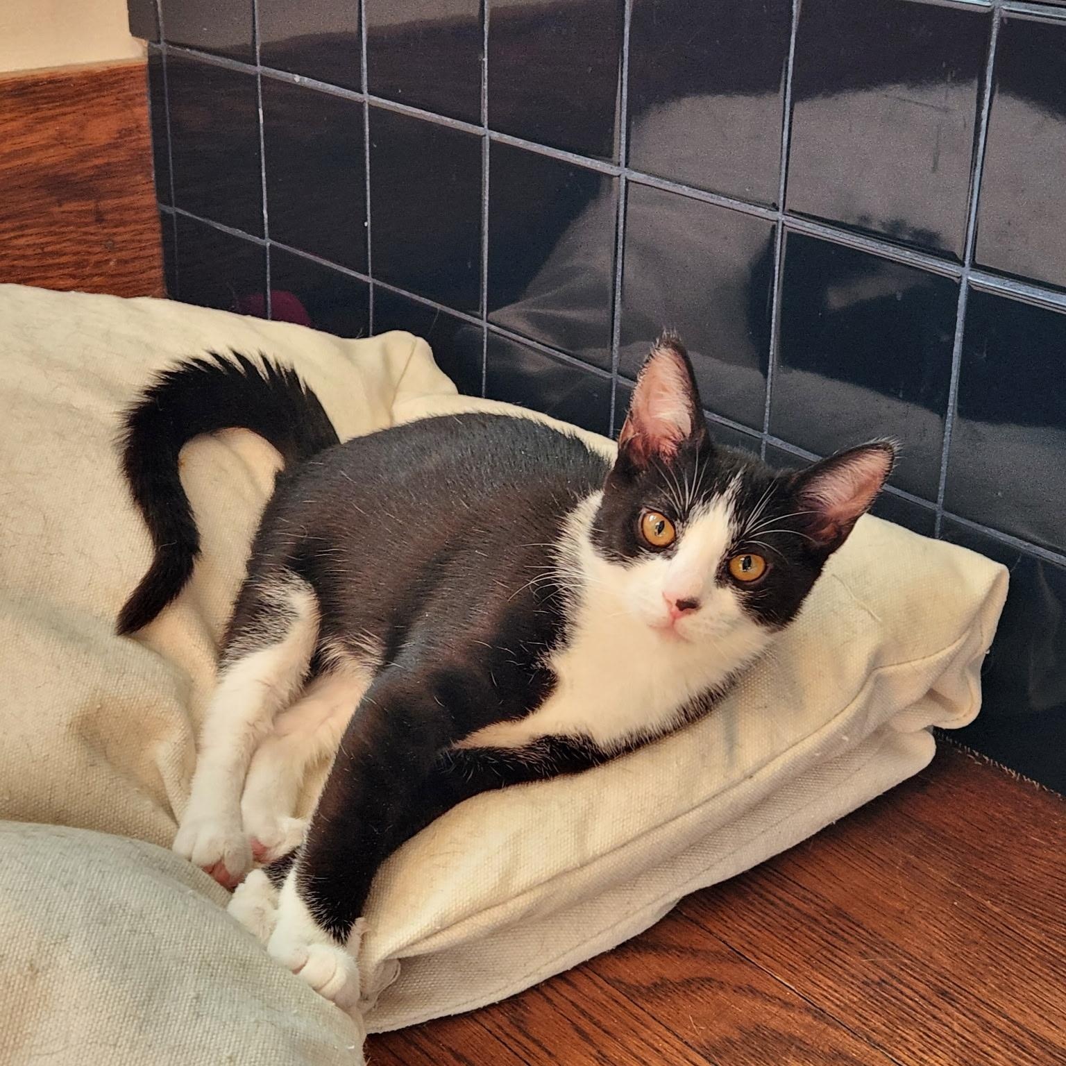 Olivia, Adoptable, Young Female Domestic Short Hair.