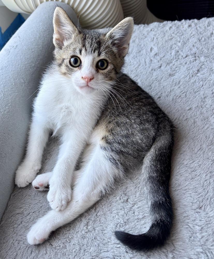 Johnathan, Adoptable, Kitten Male Domestic Short Hair.