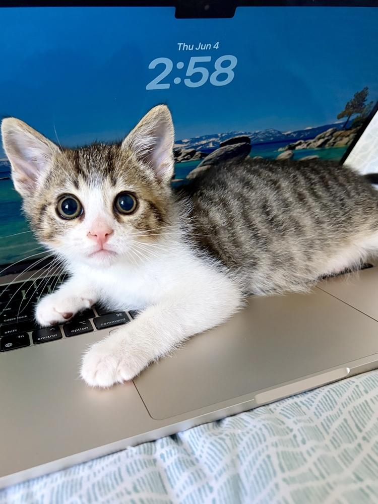 Enlarge Johnathan, a Adoptable Domestic Short Hair in Fremont, CA image 3/5