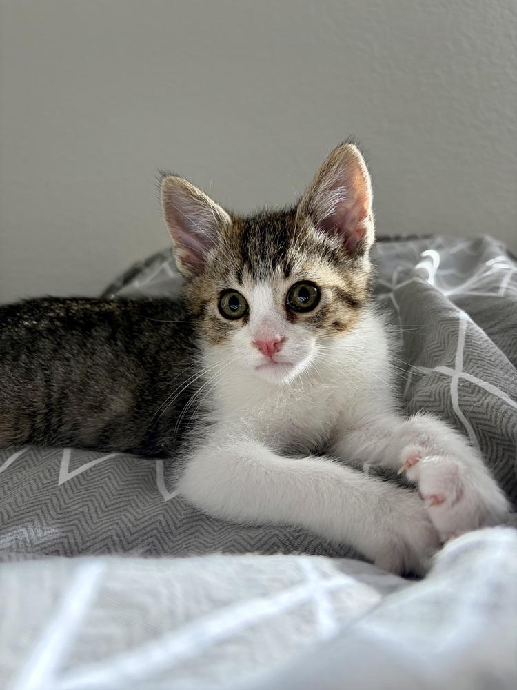 Enlarge Johnathan, a Adoptable Domestic Short Hair in Fremont, CA image 4/5