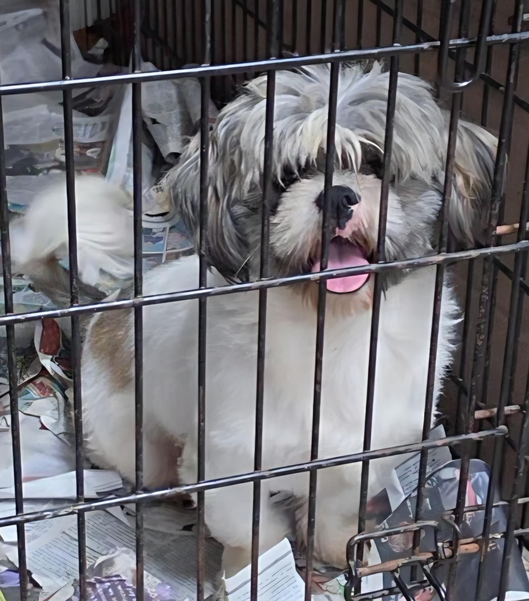Enlarge Edgar, a Adoptable Shih Tzu in LaGrange, IN image 6/6