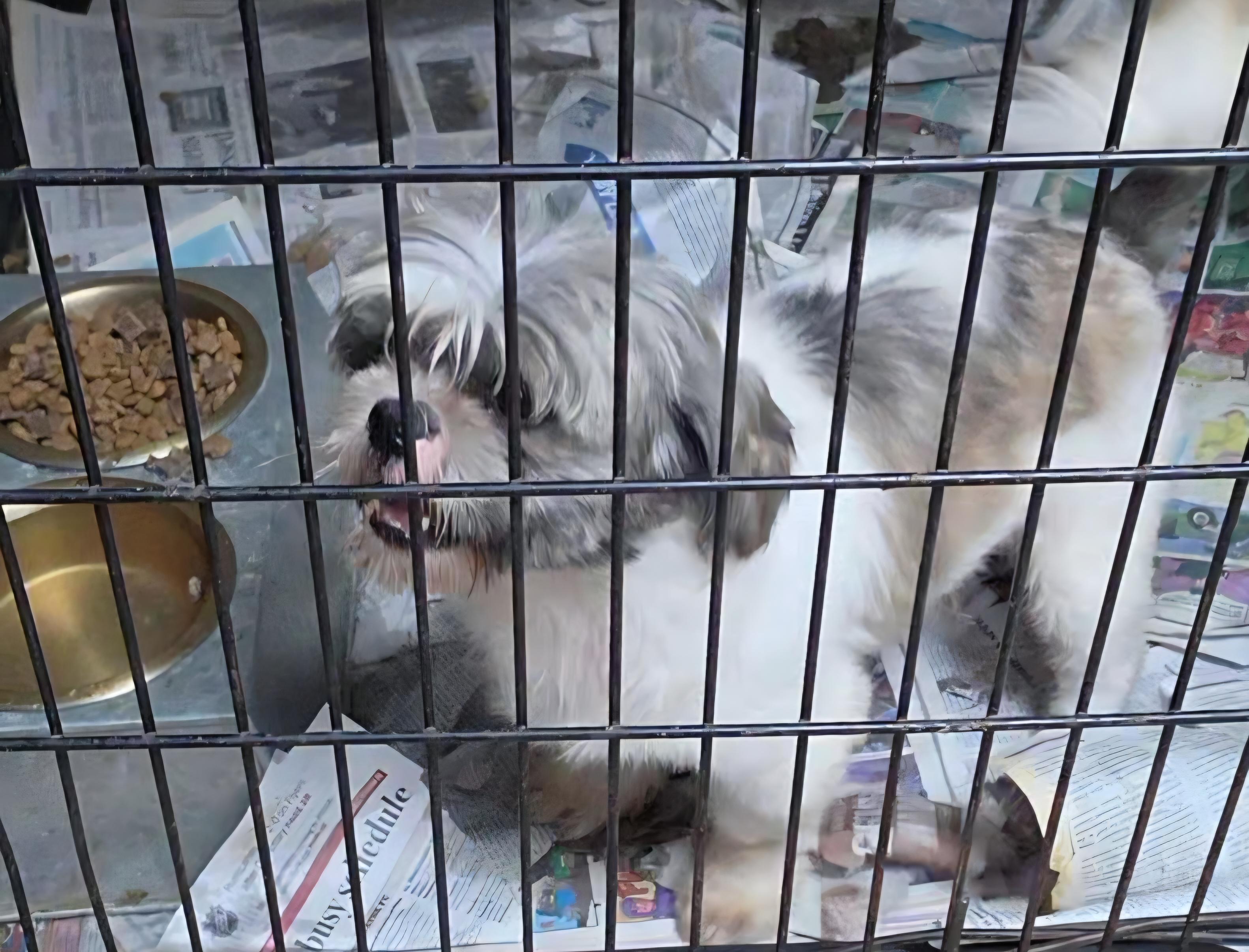 Enlarge Edgar, a Adoptable Shih Tzu in LaGrange, IN image 5/6
