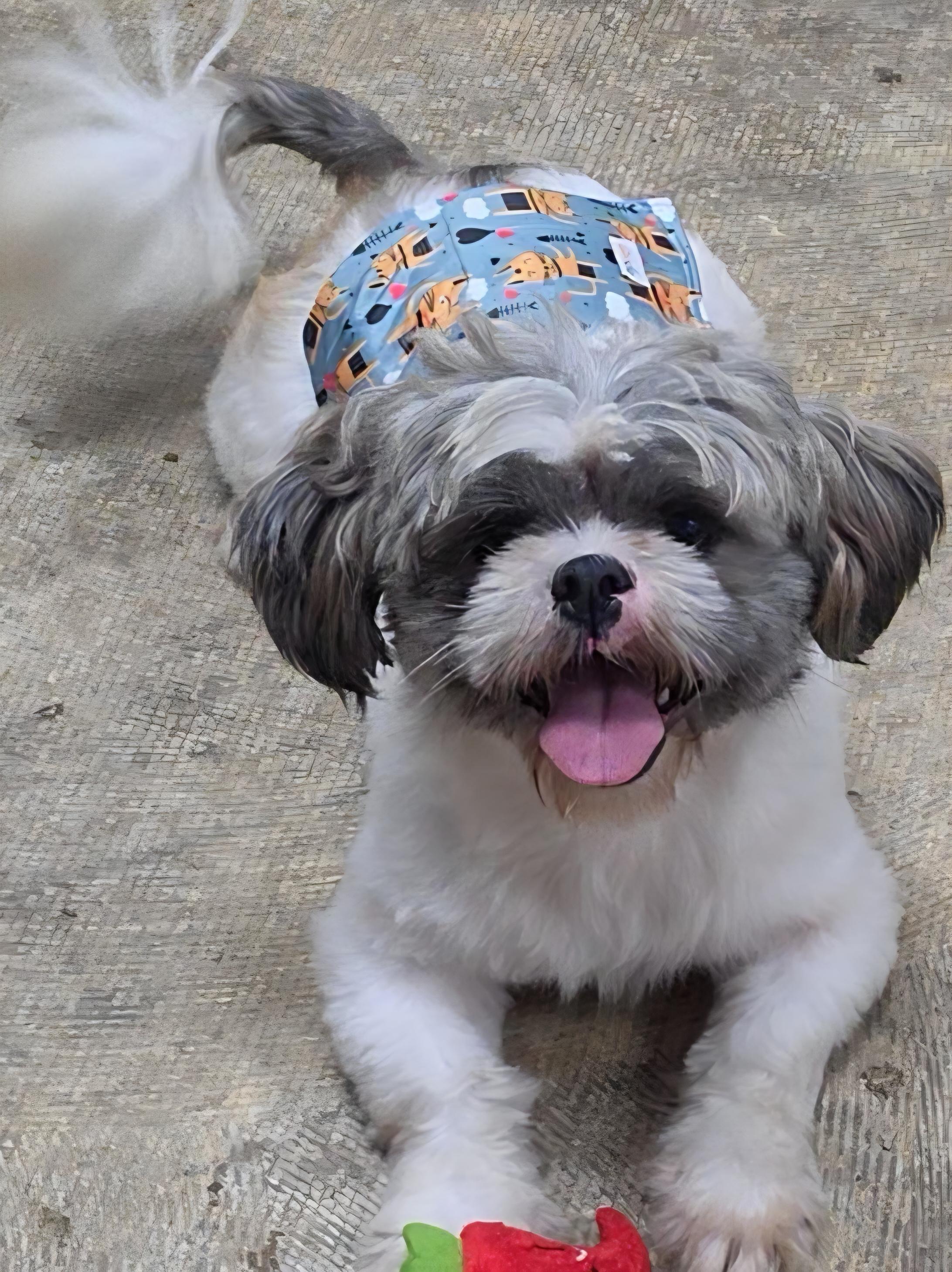 Enlarge Edgar, a Adoptable Shih Tzu in LaGrange, IN image 3/6