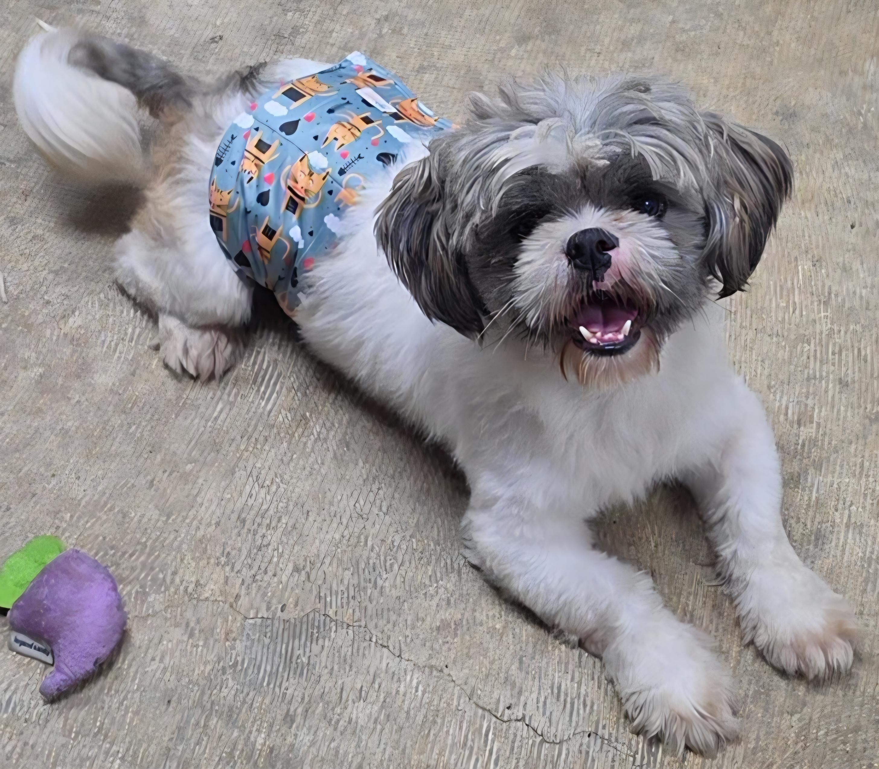 Enlarge Edgar, a Adoptable Shih Tzu in LaGrange, IN image 4/6