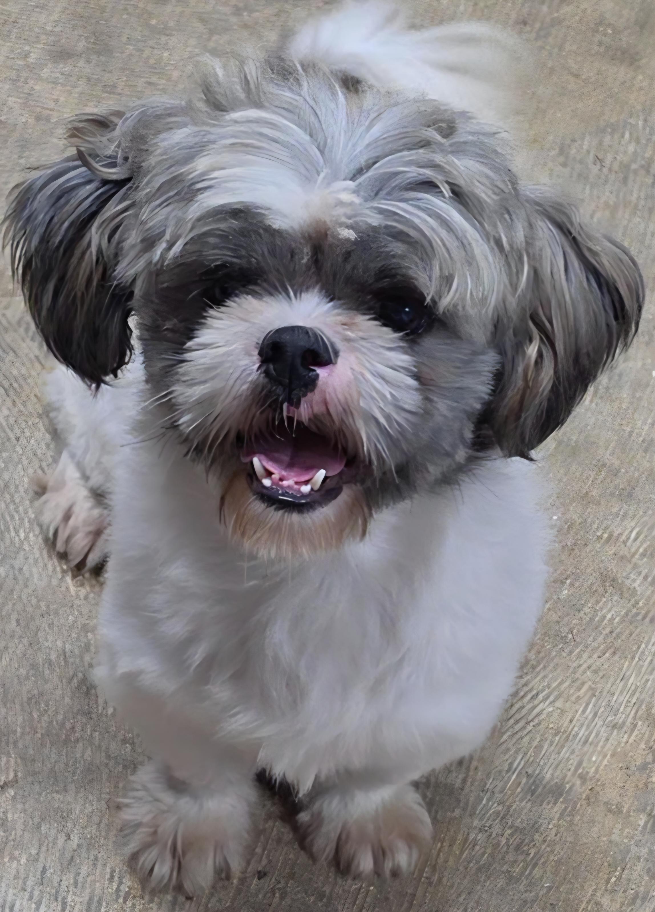 Enlarge Edgar, a Adoptable Shih Tzu in LaGrange, IN image 1/6