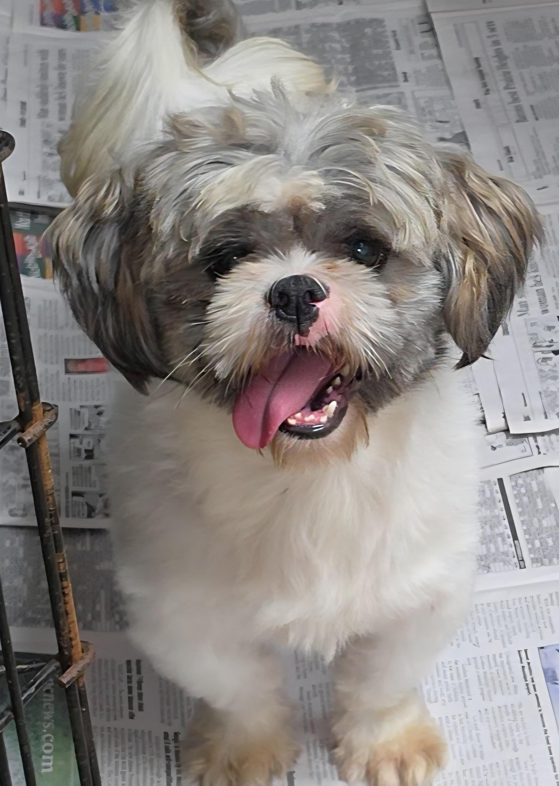 Enlarge Edgar, a Adoptable Shih Tzu in LaGrange, IN image 2/6