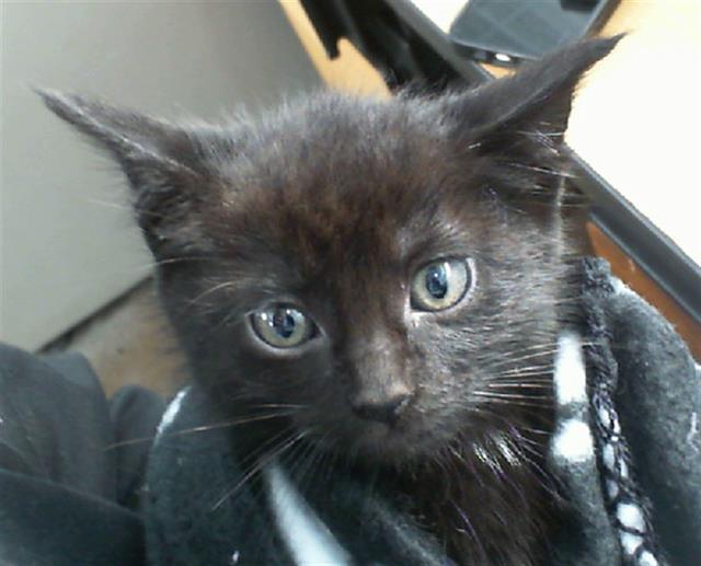 PIPER, Adoptable, Young Female Domestic Short Hair.