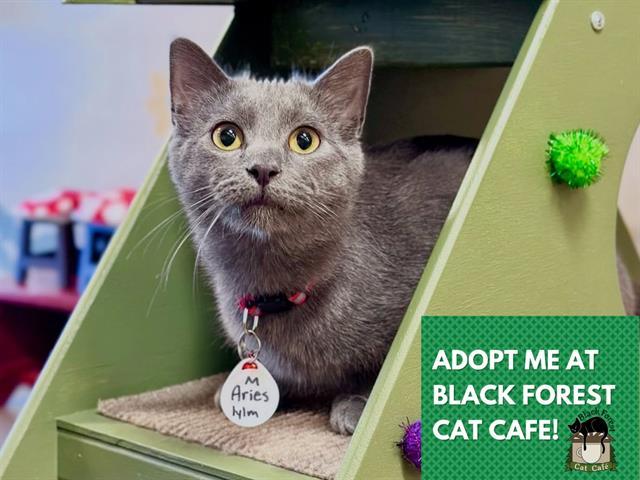 ARIES, Adoptable, Young Male Domestic Short Hair.