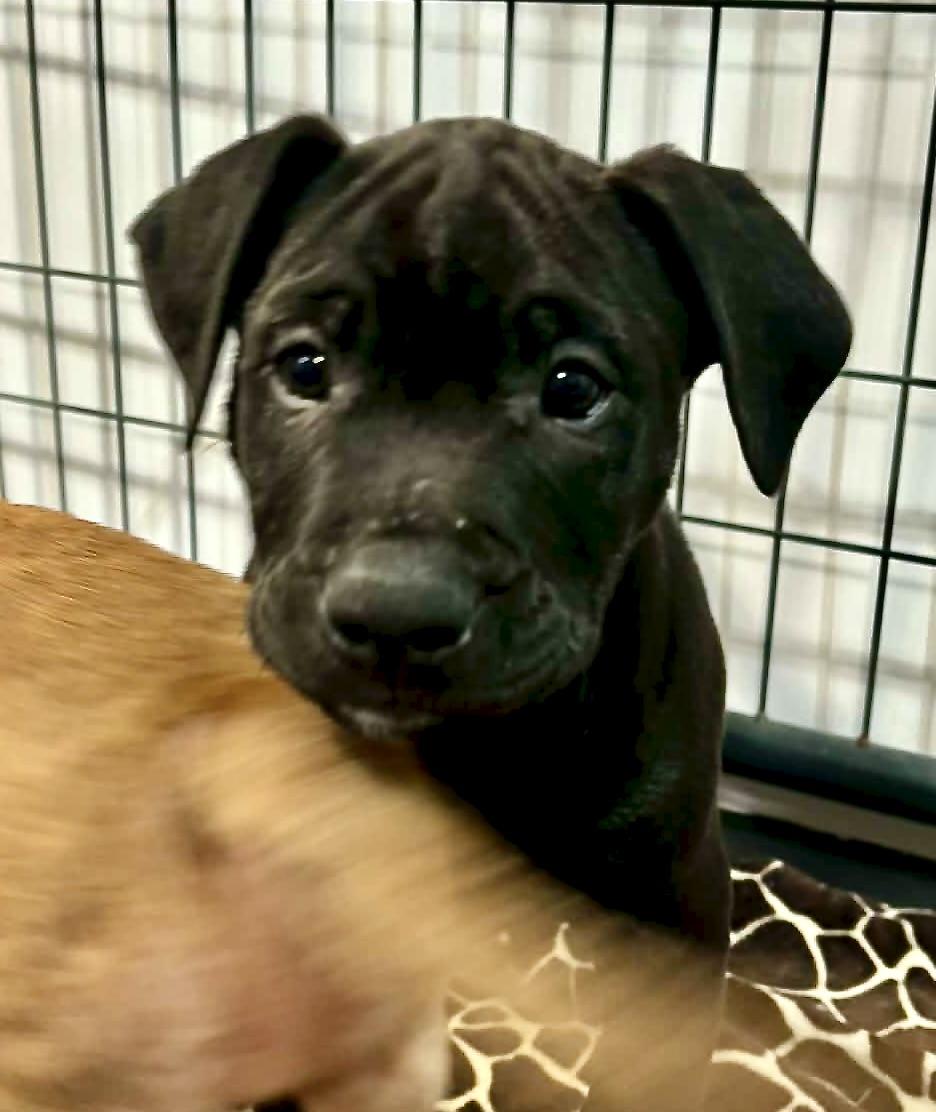 Enlarge Sage, a ADOPTABLE mixed breed in Fulton, NY image 2/4