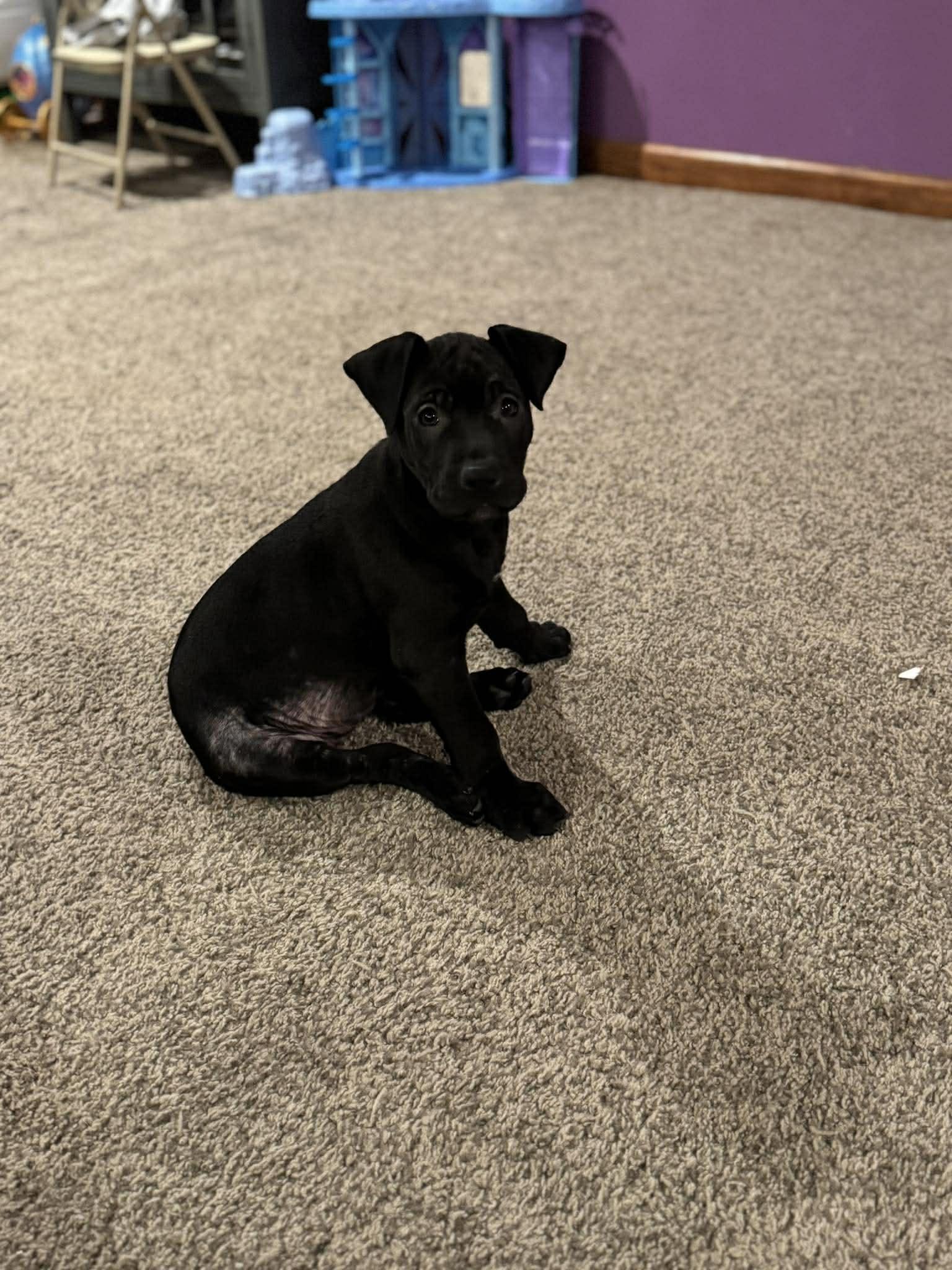 Enlarge Sage, a ADOPTABLE mixed breed in Fulton, NY image 3/4