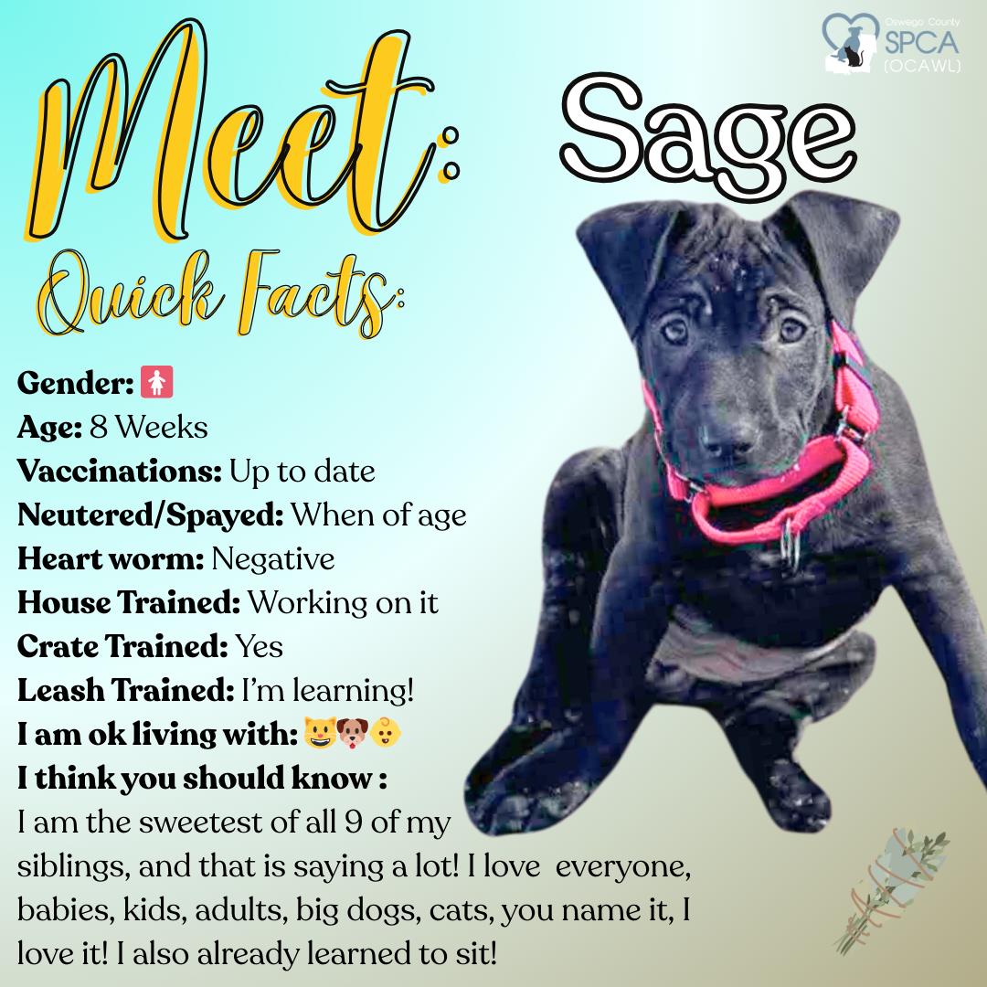 Sage, ADOPTABLE, Puppy Female Labrador Retriever.