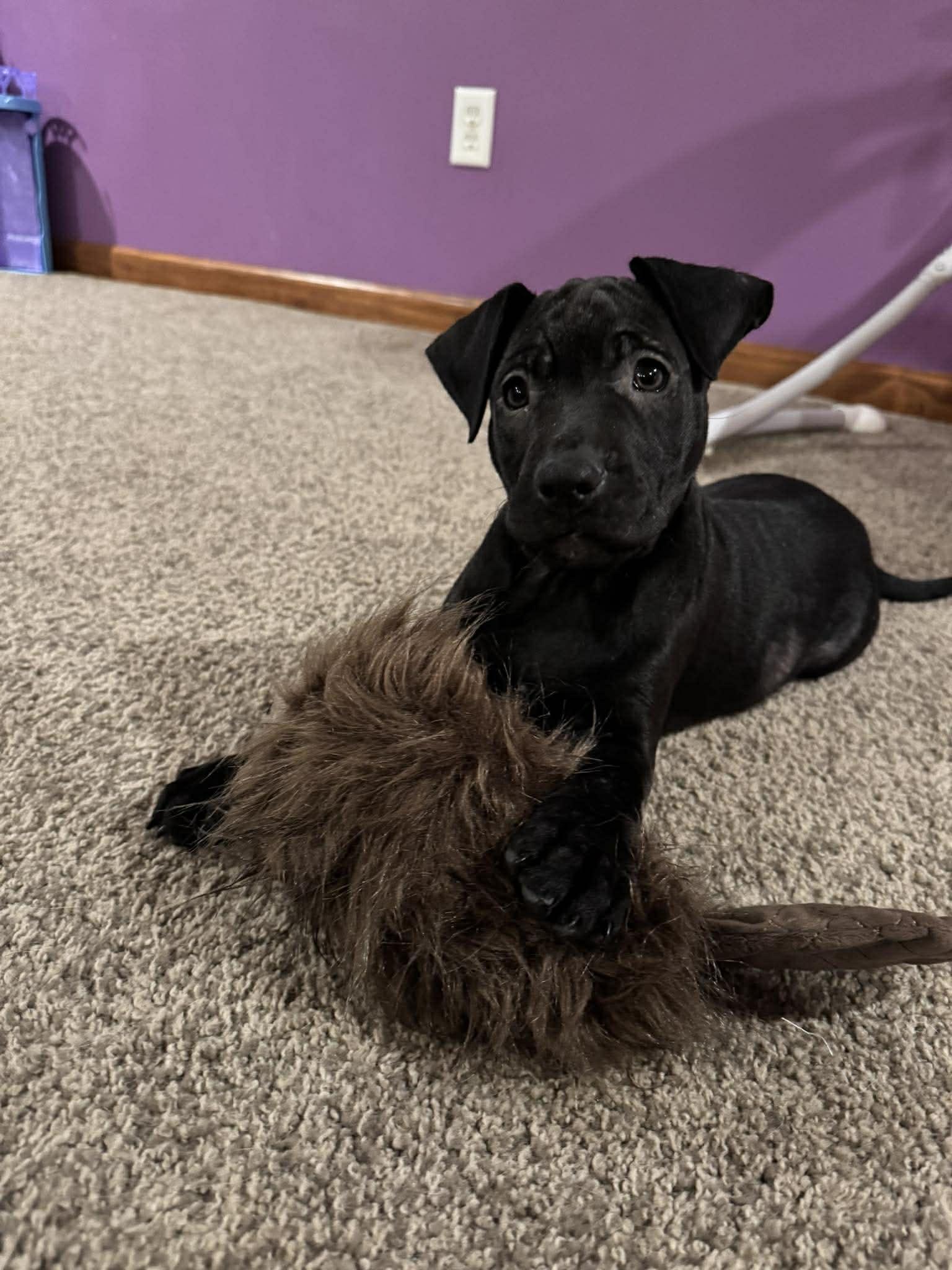 Enlarge Sage, a ADOPTABLE mixed breed in Fulton, NY image 4/4