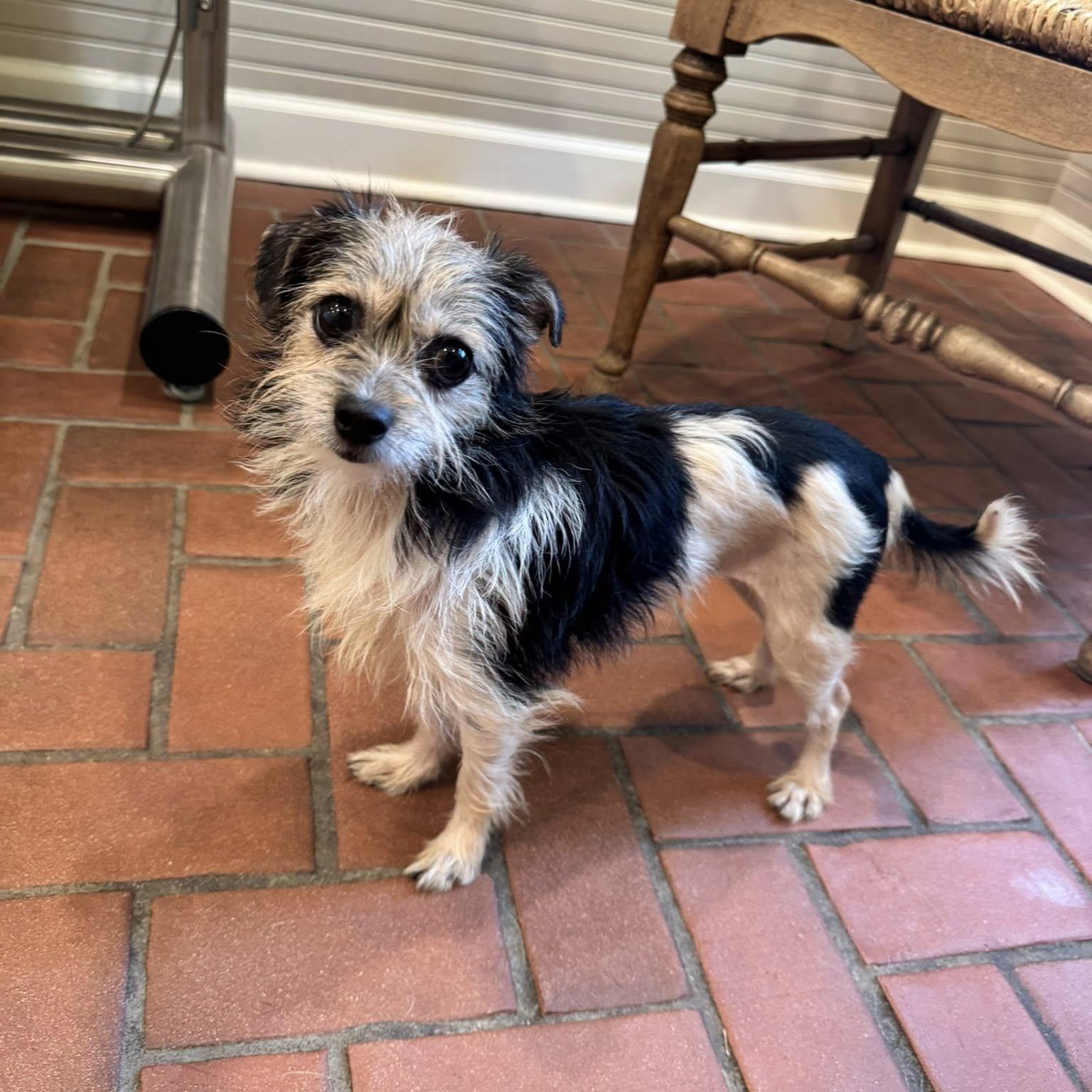 Flora Kai, adopted, Adult Female Terrier.