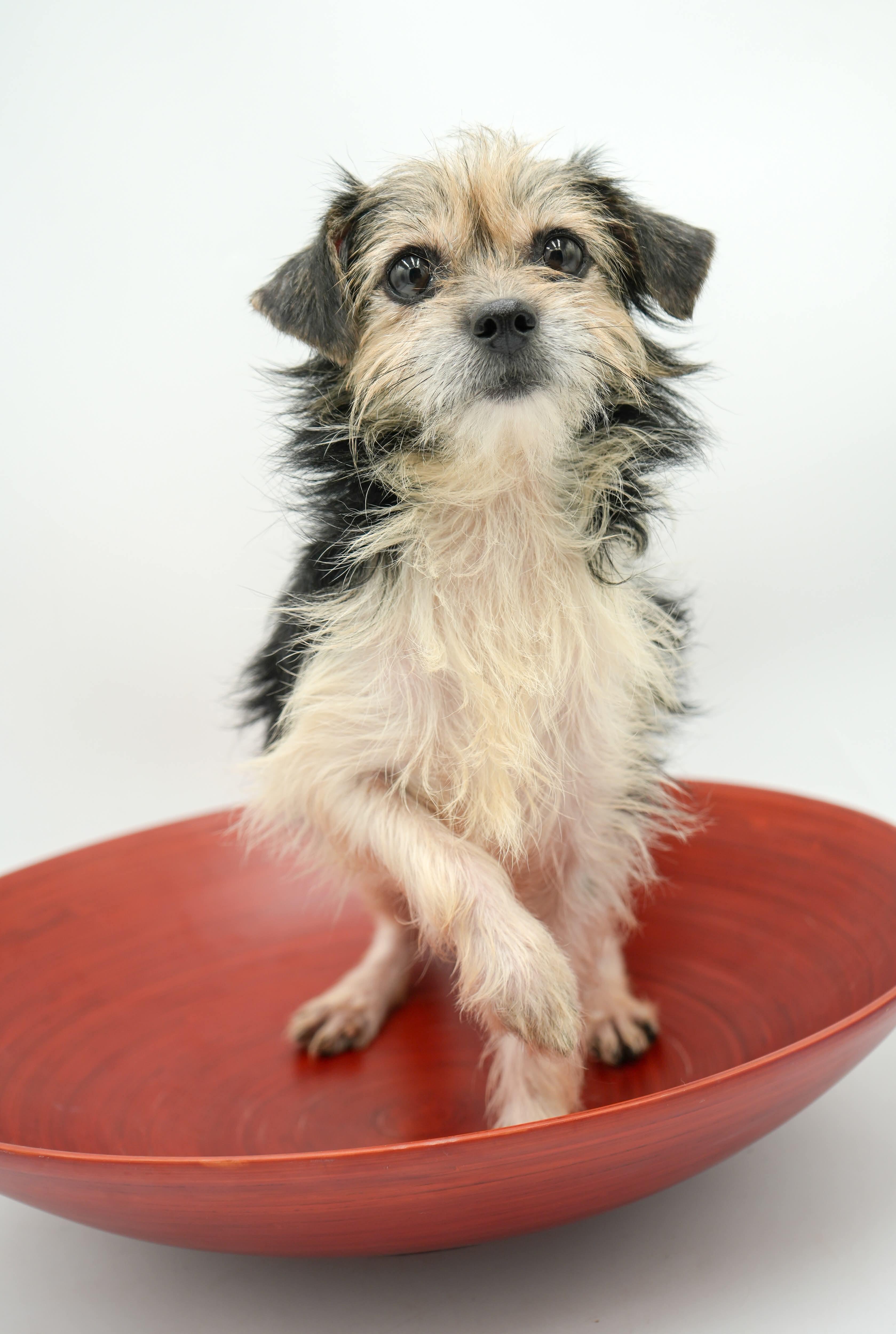 Enlarge Flora Kai, an adopted mixed breed in Thompson's Station, TN image 2/2