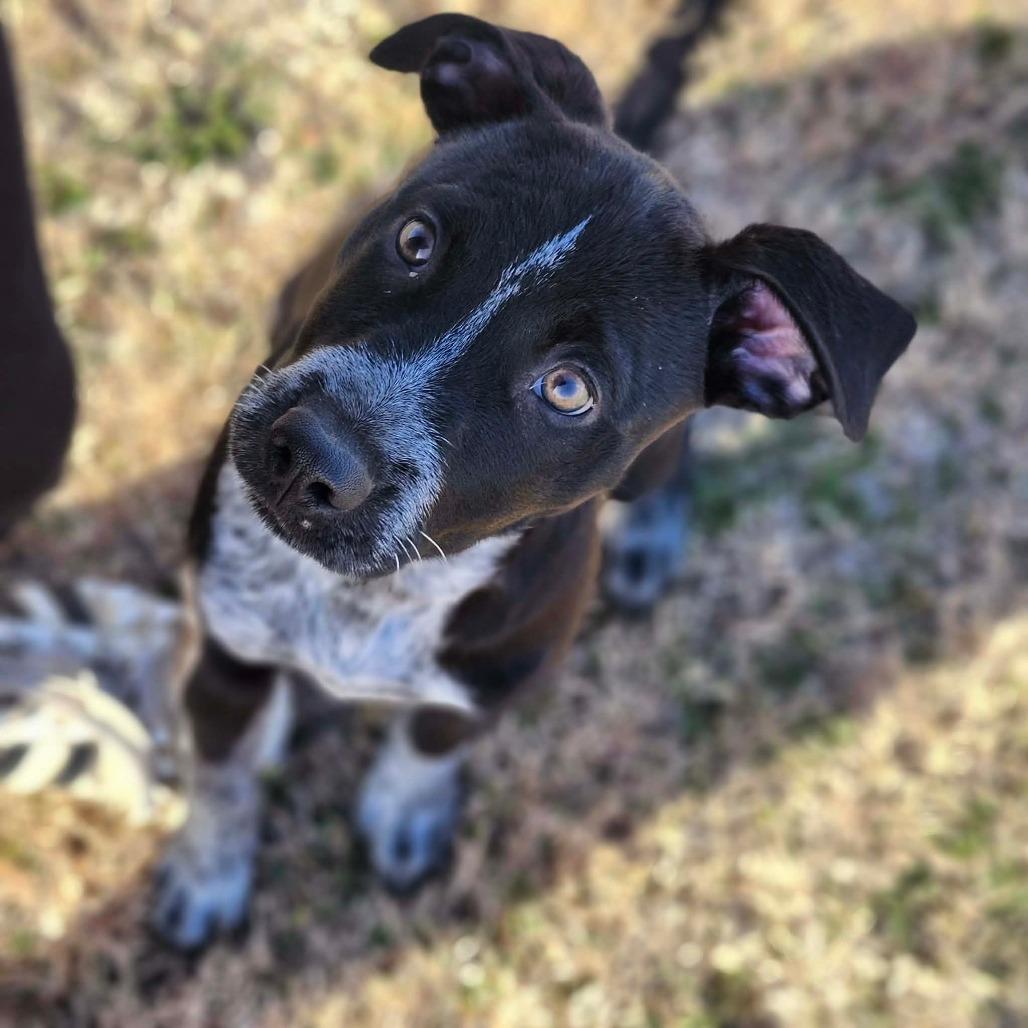 Tinsley, adopted, Young Female Pit Bull Terrier & Mixed Breed.