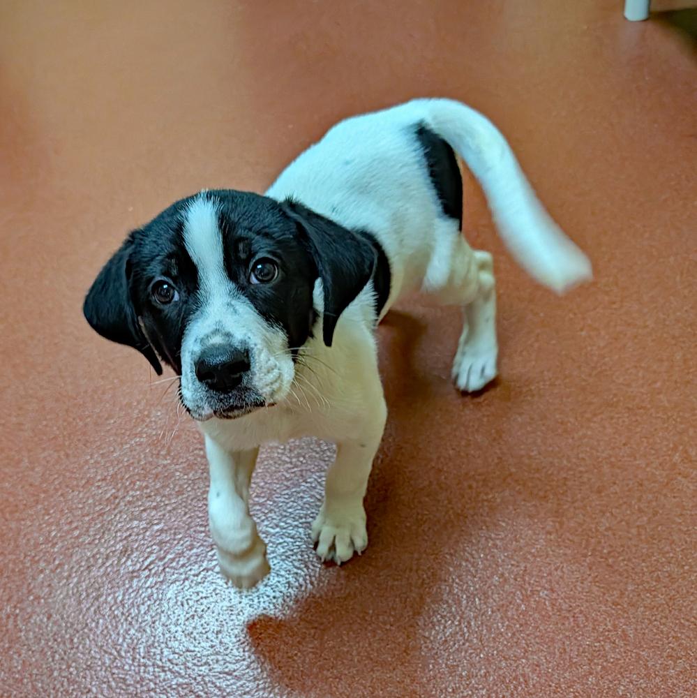 Louie, Adoptable, Puppy Male Hound.