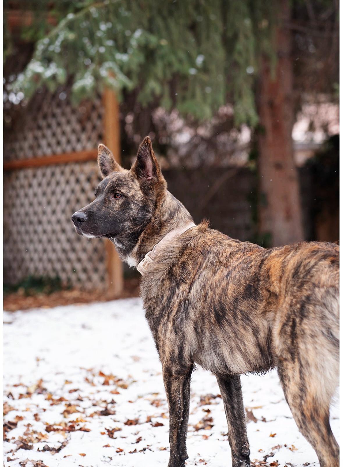 Dream, a Adopted mixed breed in salt lake city, UT image 3/5