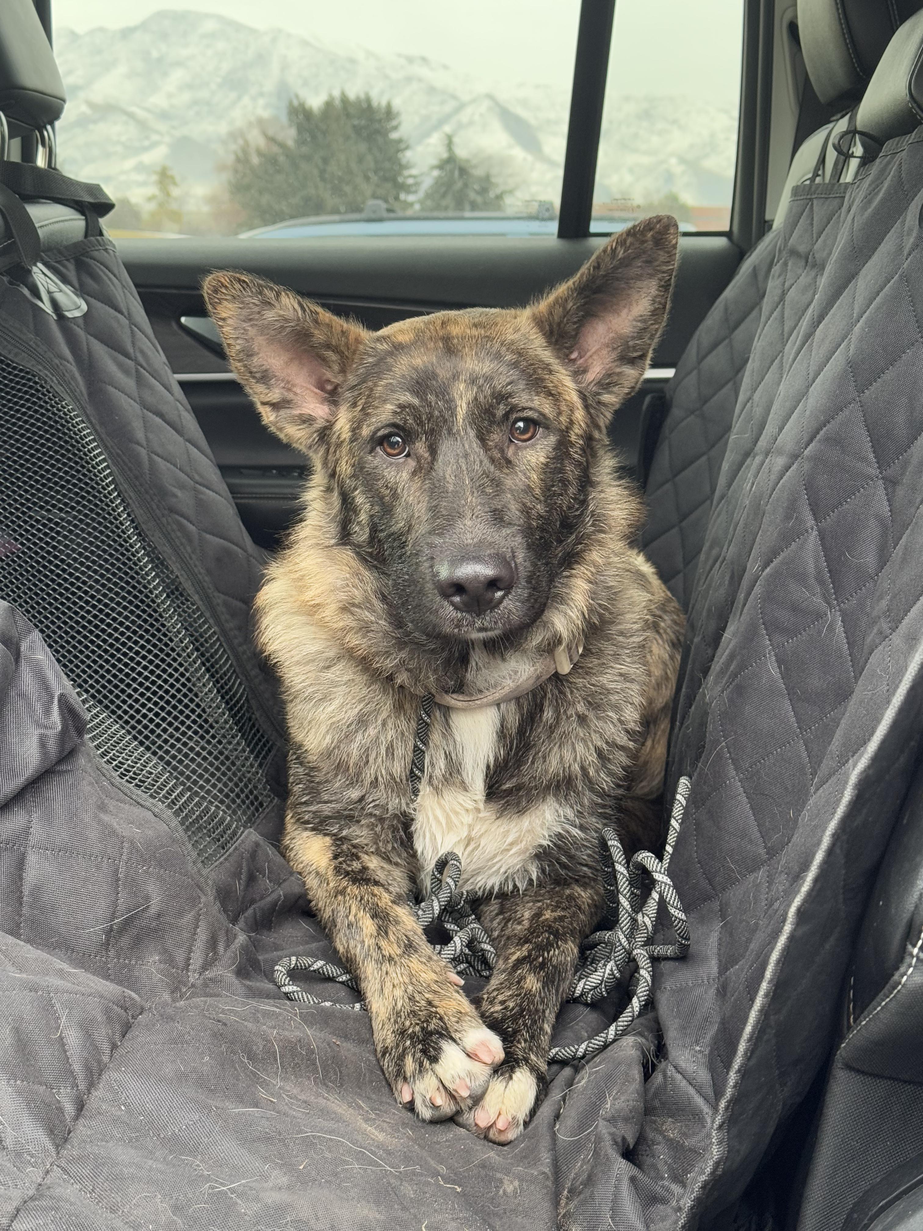 Dream, a Adopted mixed breed in salt lake city, UT image 5/5