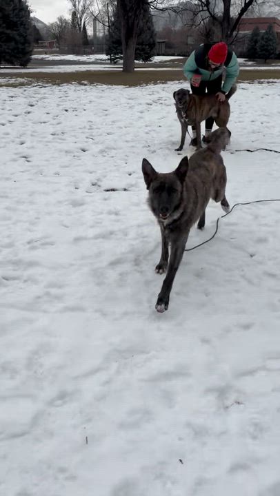 Enlarge Dream, a Adopted mixed breed in salt lake city, UT video 2/5