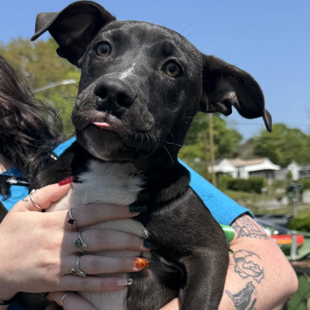 Yellow, Adoptable, Young Female Mixed Breed.
