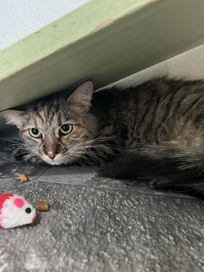 Enlarge Sabrina, a Adoptable mixed breed in Houston, TX image 1/1