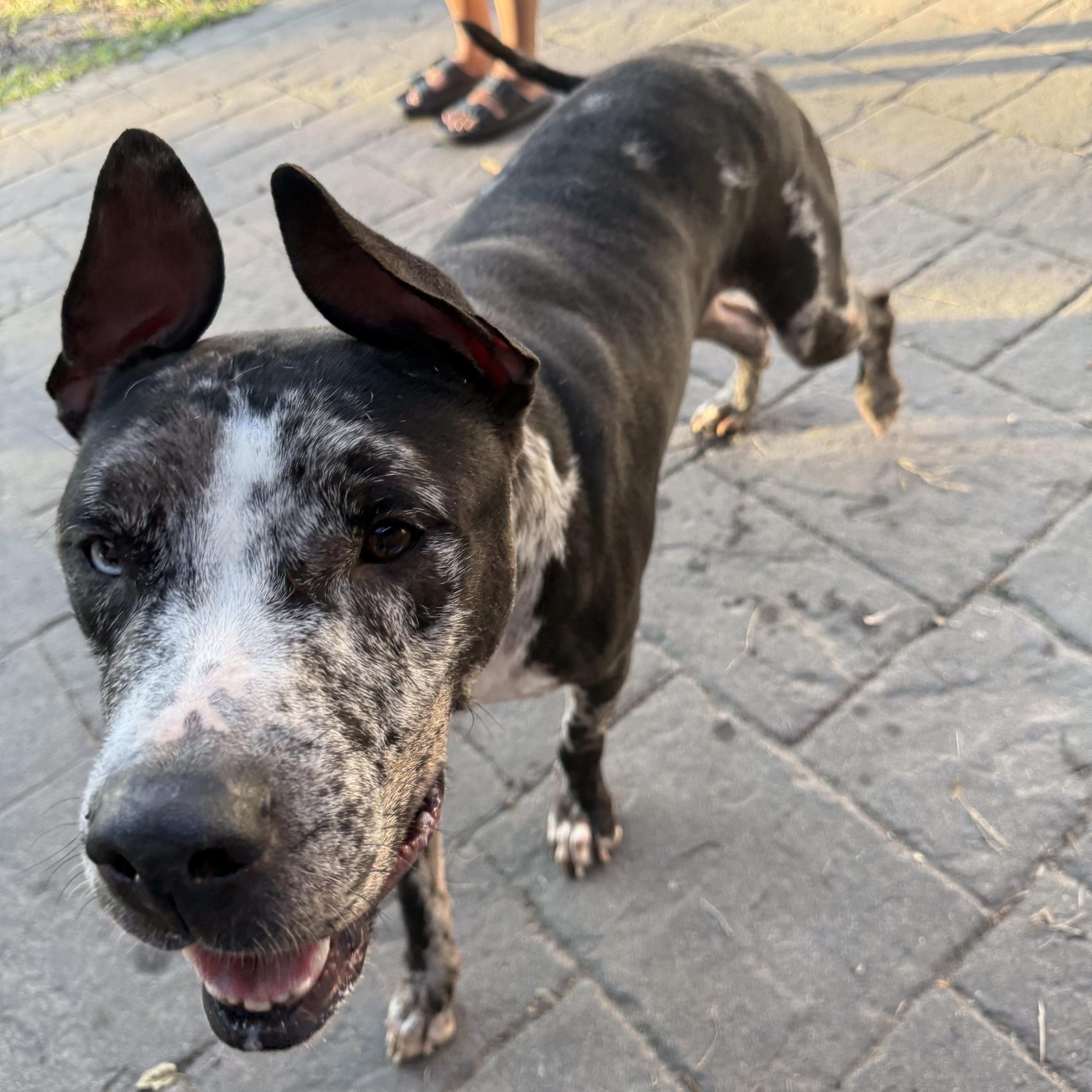 Tank, Adoptable, Adult Male Mixed Breed.