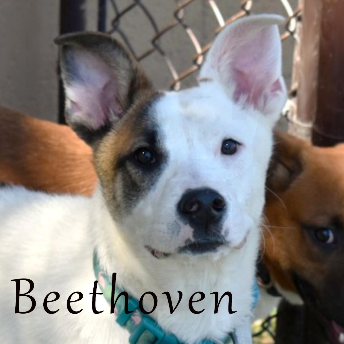 Beethoven, Adoptable, Young Male Pit Bull Terrier & Husky.