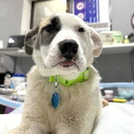 Enlarge Beethoven, a Adoptable mixed breed in Flagstaff, AZ image 3/3