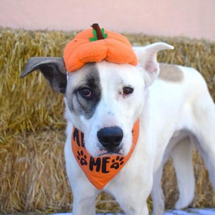 Beethoven, Adoptable, Young Male Pit Bull Terrier & Husky.