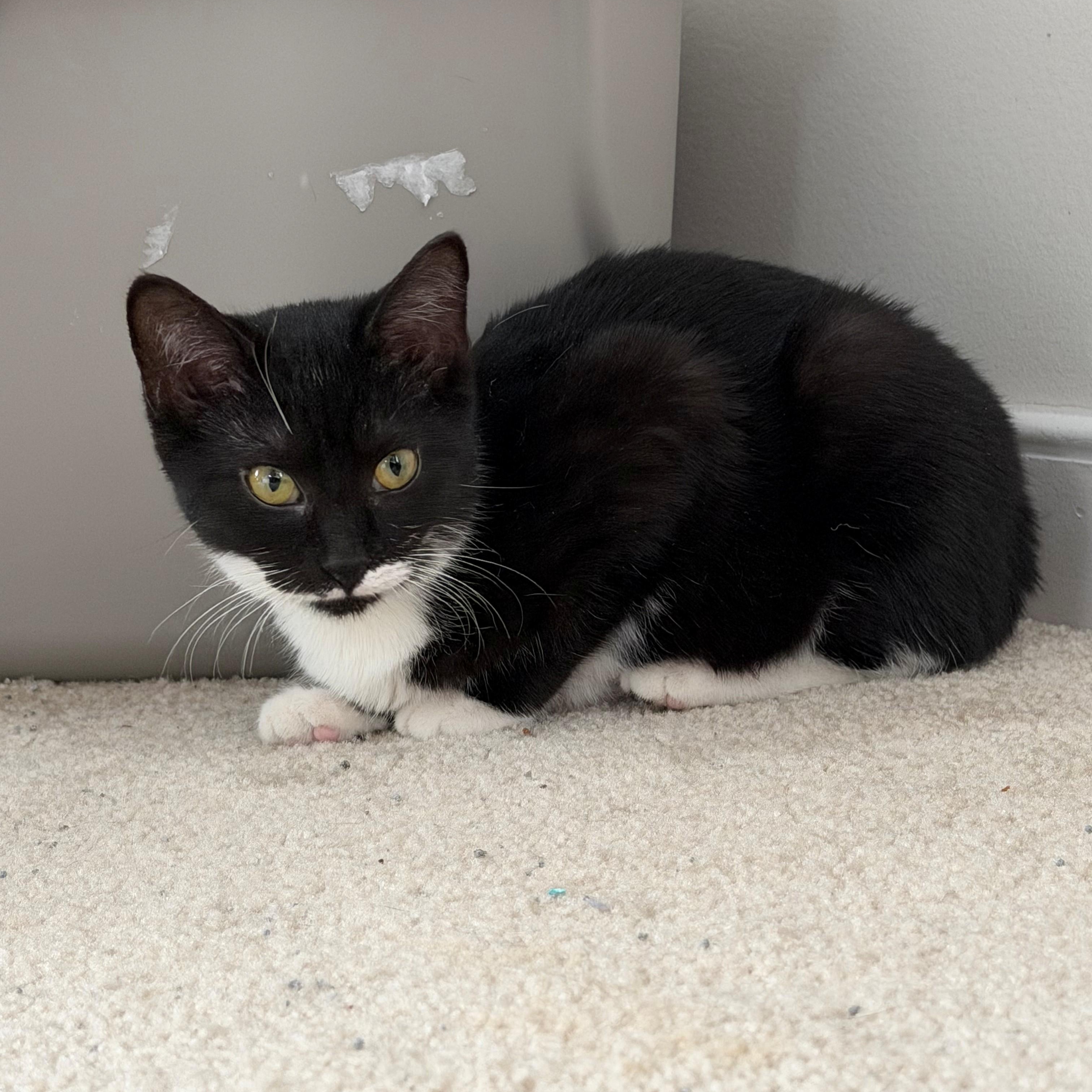 Auden, adopted, Kitten Female Domestic Short Hair.