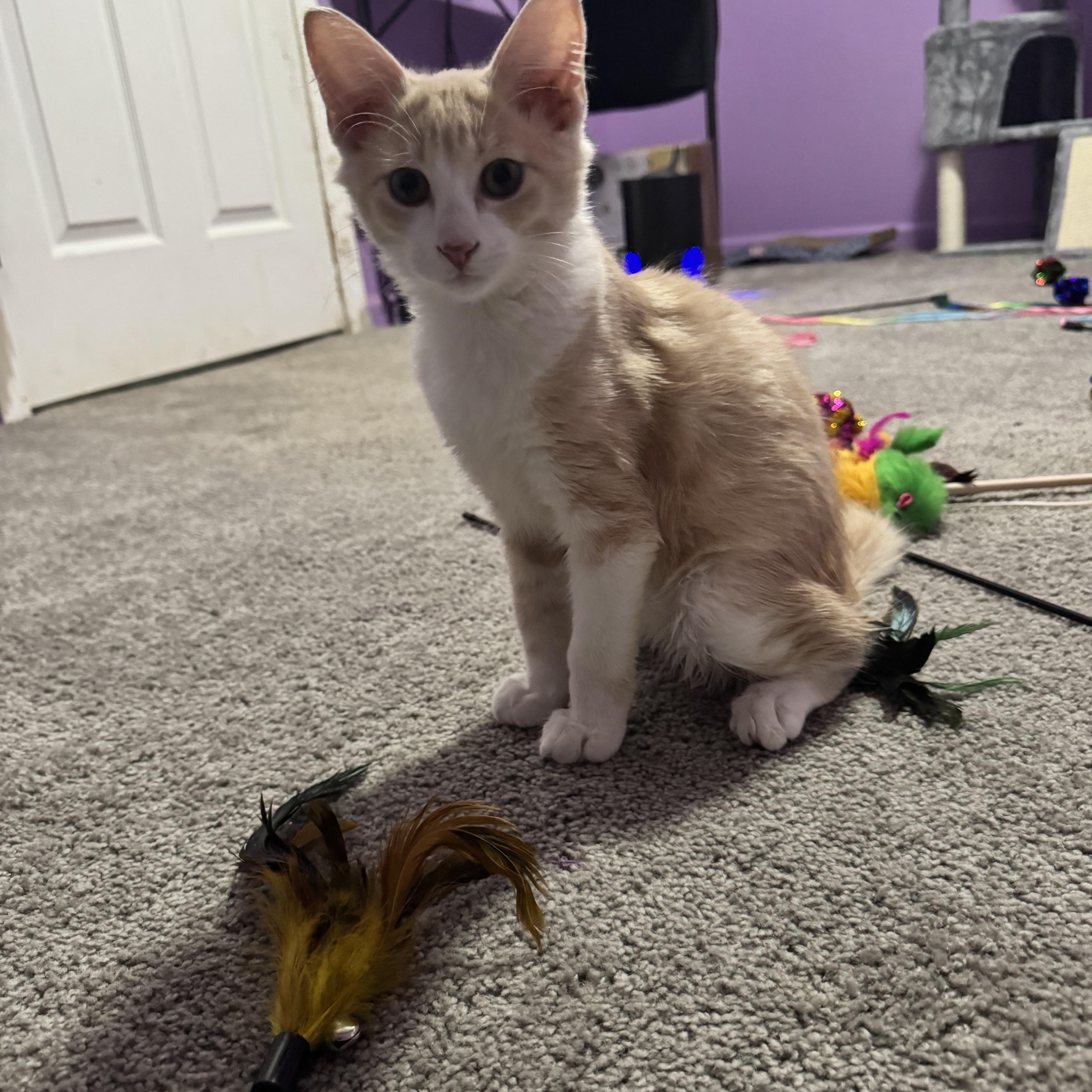Finn